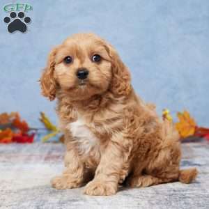 Bently, Cavapoo Puppy